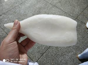 Frozen skin off giant squid tube U1 U3 U5 U7
