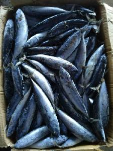 new caught Frozen bonito fish tuna for market
