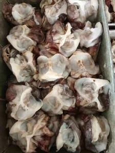 Seafrozen Indian Squid Black Squid Neck