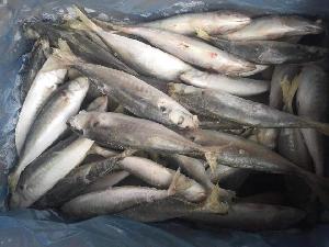 Frozen round scad mackerel fish 6/8