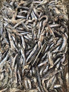 Frozen anchovy for feed 5-10cm