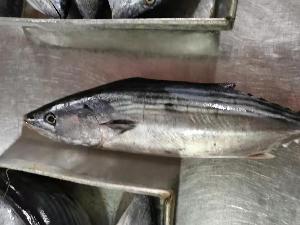 Wholesale Frozen Bonito tuna