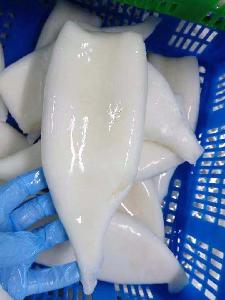 frozen  giant   squid   tube  U5 malaysia