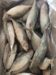 3A Grade Indian Mackerel