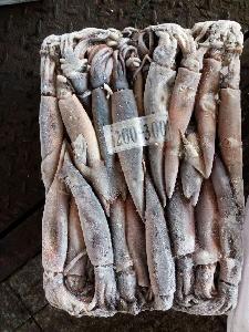 Seafrozen Illex Squid
