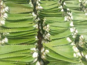 High Quality  Aloe   Vera  Natural 100%  Pure   Extract   Aloe   Vera  Gel Made in Vietnam