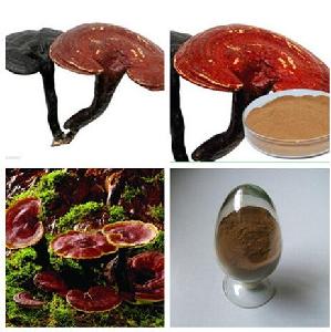 100% Pure Natural Chinese Herbal Lingzhi Extract/Red Reishi Mushroom 10% Polysaccharide