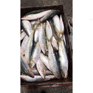 Good quality frozen fish bulk sardines prices