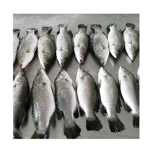 Frozen Whole Round Barramundi Fish 400-600g