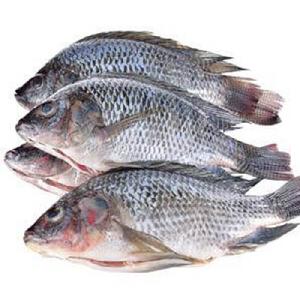 High Quality Frozen Tilapia Fish Available For Sale at Cheap Price