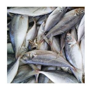 Top Quality Frozen Horse Mackerel (seafood) at Low Price