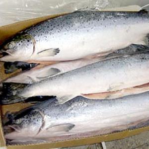 High Quality Frozen Whole Salmon Fish (seafood) Available For Sale at Cheap Price