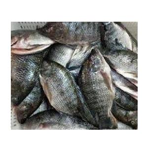 Top Quality Frozen Tilapia Fish at Low Price