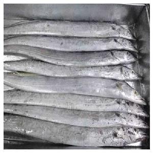  High   Quality   Frozen  Ribbon Fish (sea food ) Available For Sale at Cheap Price