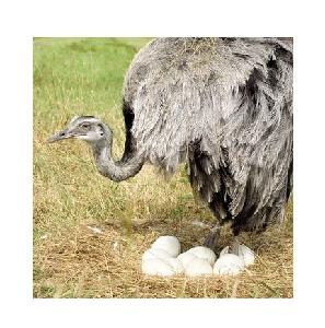 Top Quality OSTRICH EGGS at Low Price