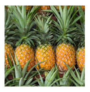 Hot Sale Price Of Fresh Fruit Pineapples In Bulk Stock