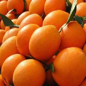 High Quality Fresh Valencia And Navel Oranges Available For Sale at Cheap Price