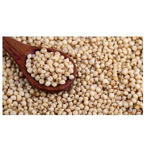 Best Price Sorghum Grains Available In Bulk At Wholesale Price