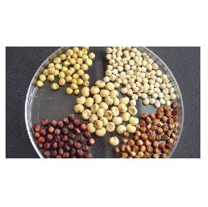 Pure Quality Sorghum Grains Available In Bulk Quantity At Cheapest Price