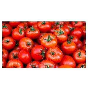 High Quality Fresh Vegetables Tomatoes Available For Sale at Cheap Price