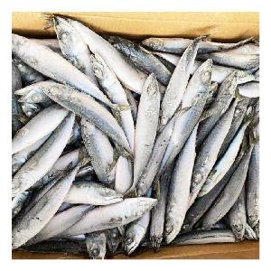 Sea Frozen Size 80-120 gram Pacific Mackerel Price