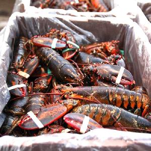 Wholesale Good Quality Canadian Lobster for Export