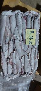 Loligo Squid
