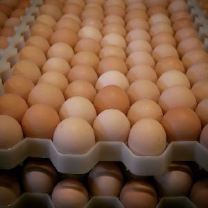 Broiler hatching  egg s Ross 308 and Cobb 500 and Chicken  Table   Egg s fresh