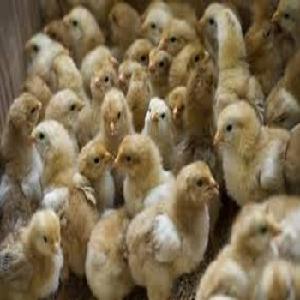 HIGH QUALITY ONE  DAY  OLD BROILER AND LAYER  CHICKS  FOR SALE