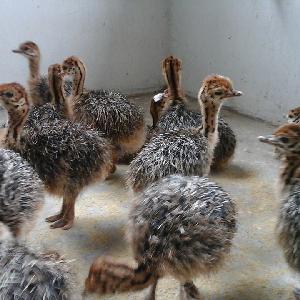 Ostrich chicks and fertile ostrich eggs