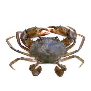 Premium Grade Good Taste High Protein Alive Fresh Mud Crab From South Africa
