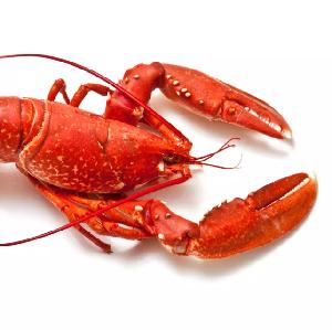 Top Quality Frozen Lobster for sale/ Red Lobsters in bulk