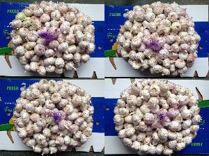 New Crop Chinese Garlic Normal White Garlic