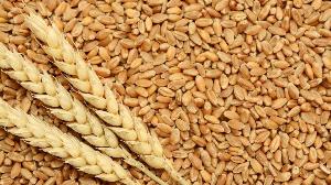 Export of  wheat  from Russia.