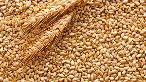Export of grain of wheat, barley, corn from Russia.