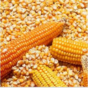 Top Quality Yellow Corn Supplier