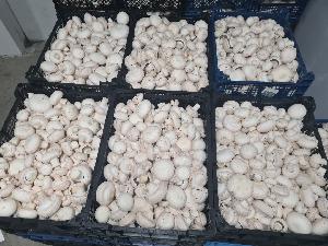 Fresh  Mushroom s Oyster  Mushroom s dried Fresh  Mushroom s