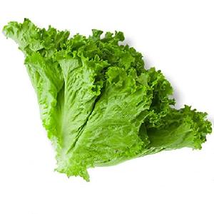lettuce fresh longer