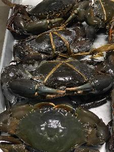  Mud   Crab s
