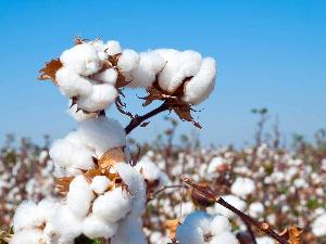 Wholesalers of Cotton Seeds in bulk quantity