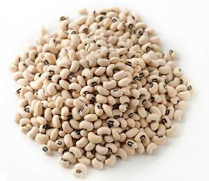Wholesale Natural Agricultural Product White Kidney Beans