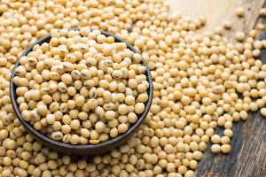dried soybeans bulk
