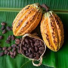 dried fermented cocoa beans