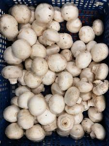 bulk fresh mushrooms for sale
