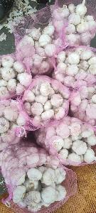 Normal White Garlic