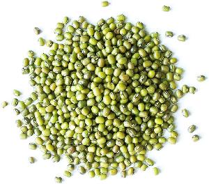  Green   mung   bean s