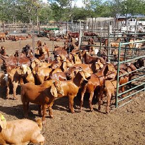 Livestock Boer Goats, Live Sheep & Live Goats