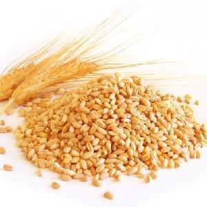  Wheat 