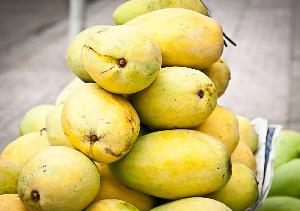 Fresh Cat Chu Mango From Vietnam Good for Health Sells with Competitive Price (HuuNghi Fruit)