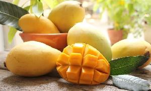 Fresh Cat Hoa Loc Mango with Good Price, High Quality for Export (HuuNghi Fruit)